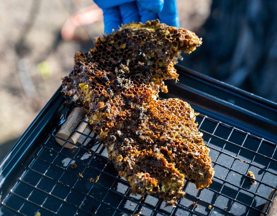 BlueGreenHorizons owner and beekeeper DW Schoenthal inspects the health of the comb from the tree on Monday, May 10.
