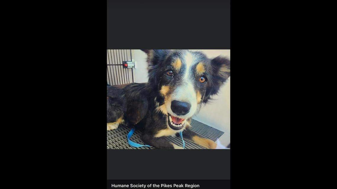 Jessie Lee was stuck on a small ledge above the Fountain Creek in Colorado.
