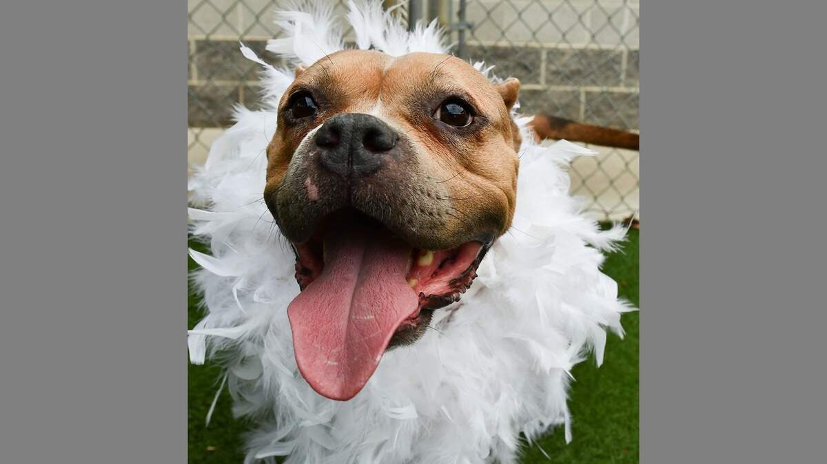 Coco is one of the most enthusiastic pups you’ll meet and can barely contain her excitement about life. Adopt her today at the Sacramento County SPCA.