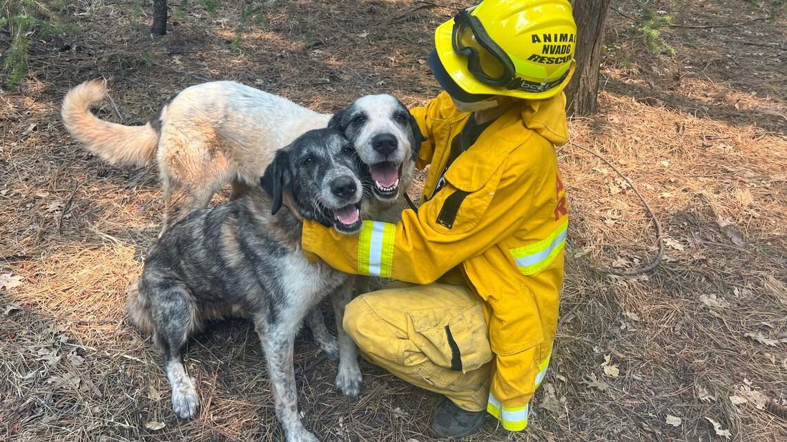 As the Park Fire rages, volunteers bring rescued animals to a place called Camelot