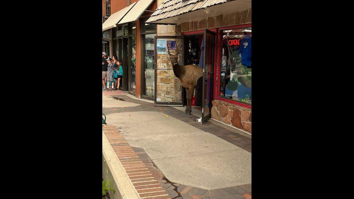 A cow elk was spotted wandering into a store July 1 in downtown Estes Park, Colorado.
