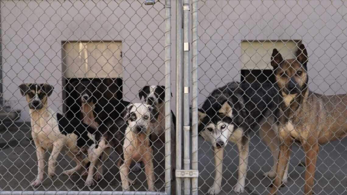 Sacramento’s Front Street Animal Shelter cuts service request backlog by over 90%