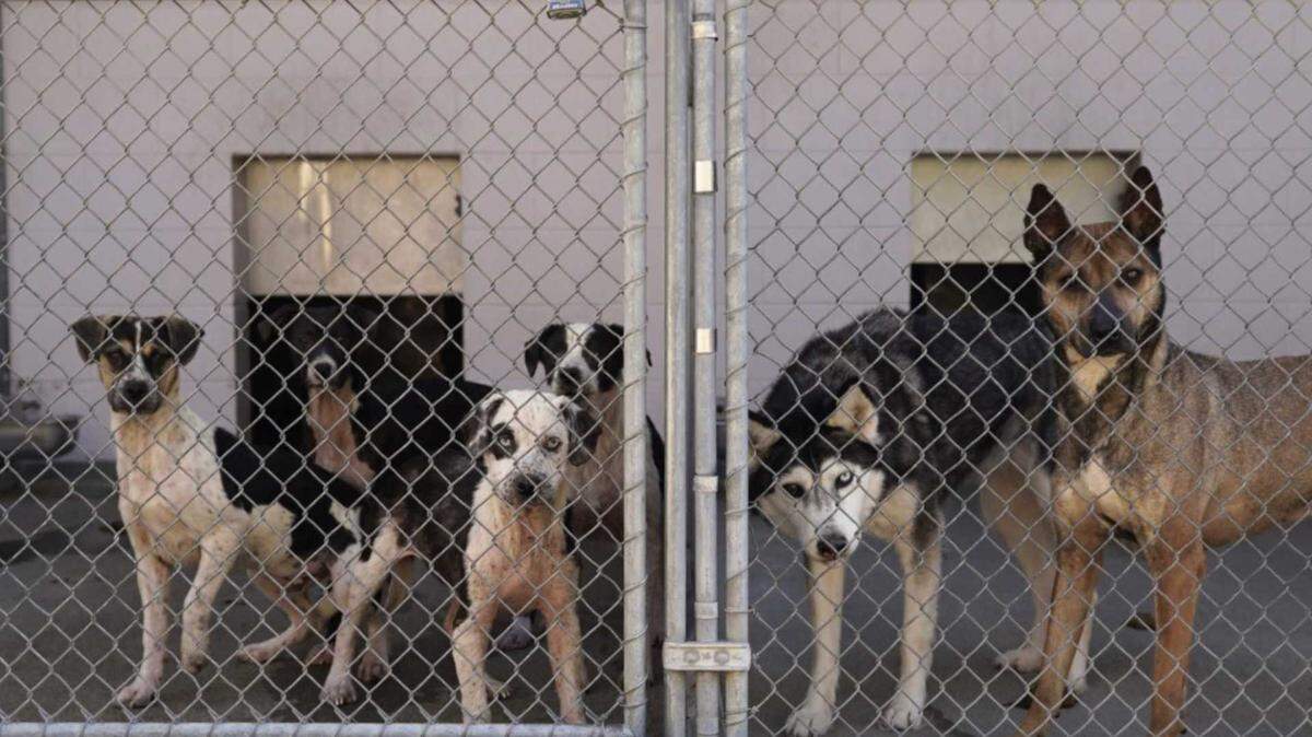 The City of Sacramento’s Front Street Animal Shelter is offering free dog adoptions through May 16 due to hitting capacity. 