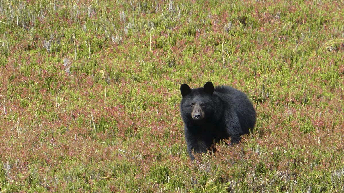 A black bear checks out his surroundings in Granite Basin in Juneau, Alaska in 2017. Alaska authorities have received 600 calls reporting encounters with black bears this summer near Juneau, compared to 470 in 2017. Experts blame a shortage of wild foods and an increase in trash.