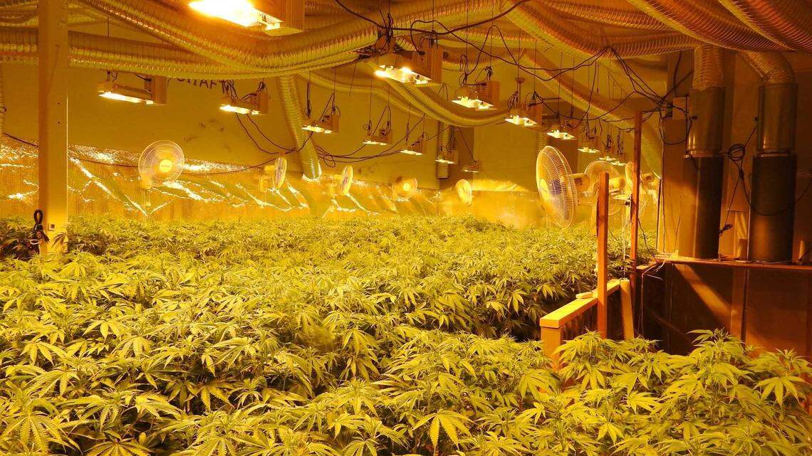 California’s illicit marijuana market thrives as much of the state continues to restrict sales