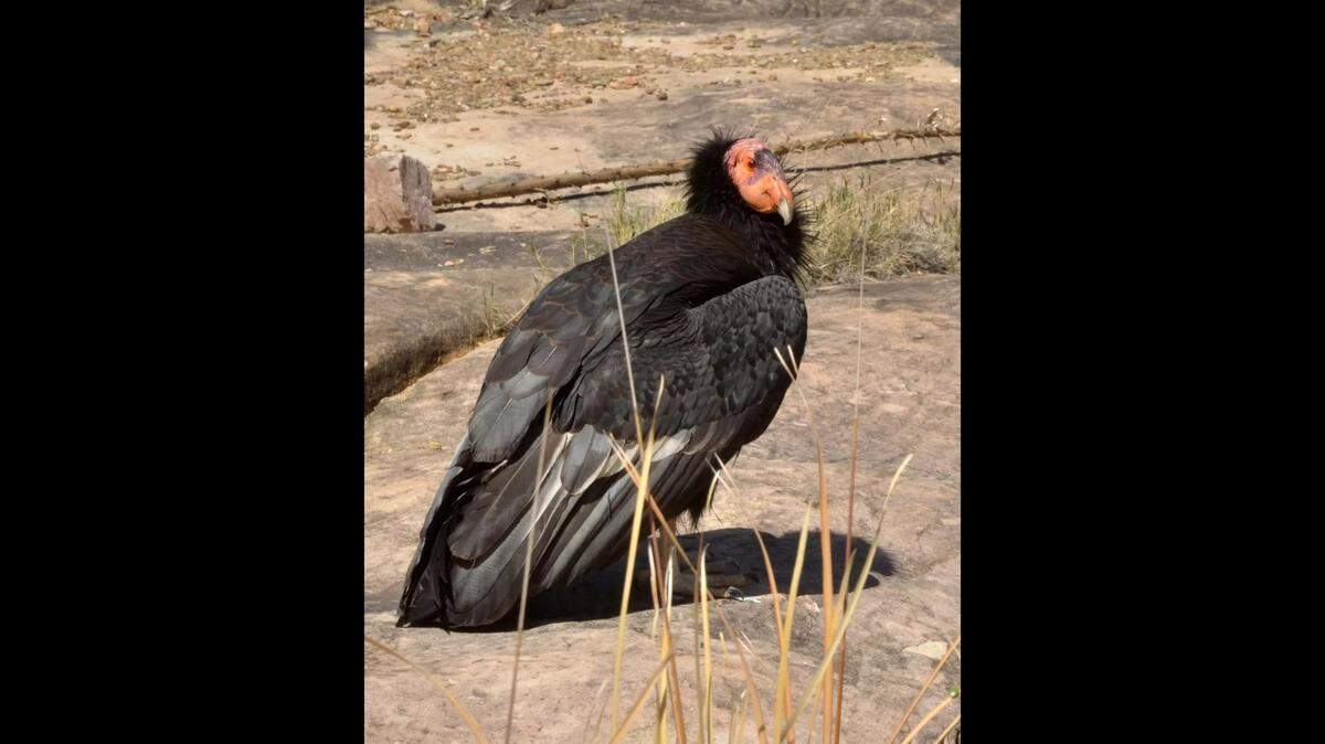 Eighteen California condors of an Arizona-Utah flock are suspected to have died from the same disease, according to wildlife officials.