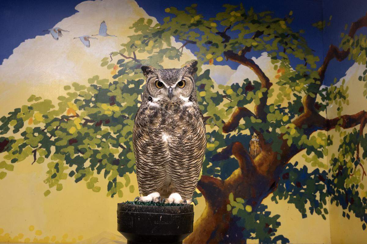 The Great Horned Owl looks out from an enclosure inside the Effie Yeaw Nature Center ealier this month. The nature center desperately needs to update and expand their outdoor animal enclosures and they’re asking Book of Dreams for funds to purchase an enclosure where captive falcons and hawks can spread their wings, enjoy the sunshine, and live a more natural life and can be easily viewed by the visiting public.