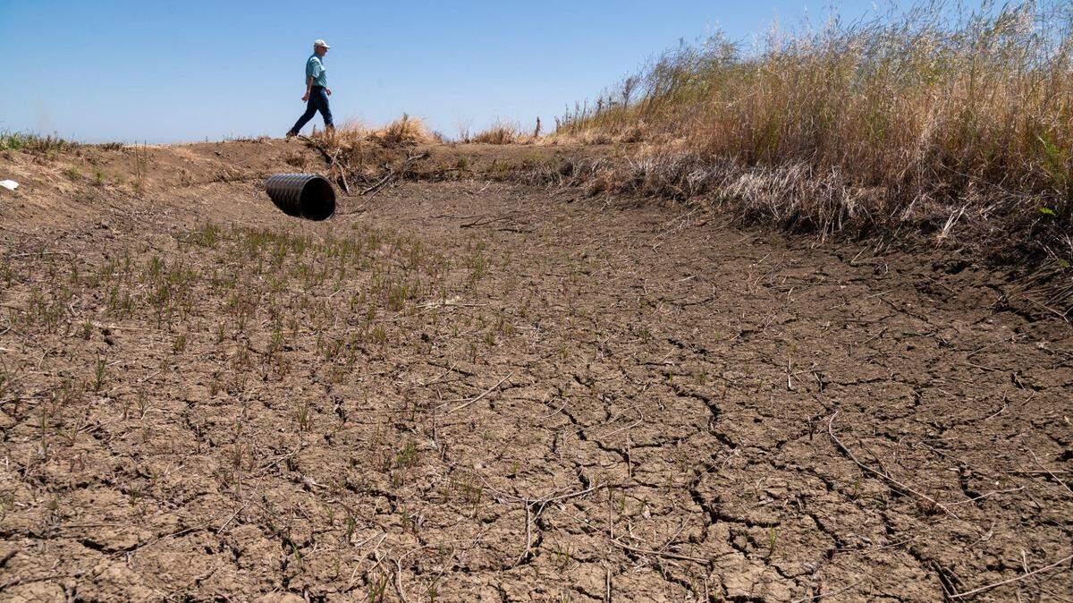 Rice farmer Don Bransford walks past a dry ditch Wednesday, May 4, 2022 near Williams, Calif.