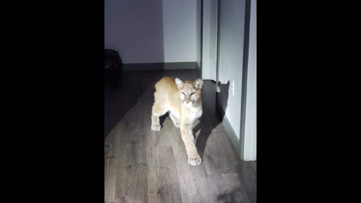 A mountain lion cub spotted at an El Dorado County business.