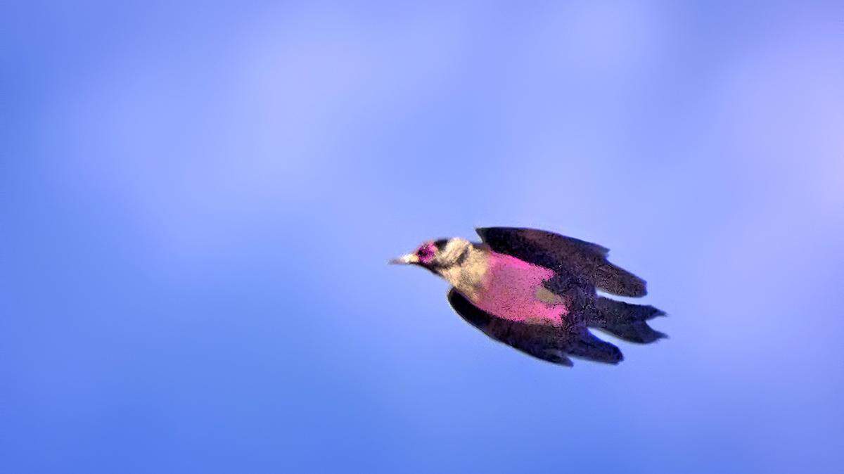 Colorful woodpeckers in the Cascade-Siskiyou National Monument in Siskiyou County will soon have a new name.