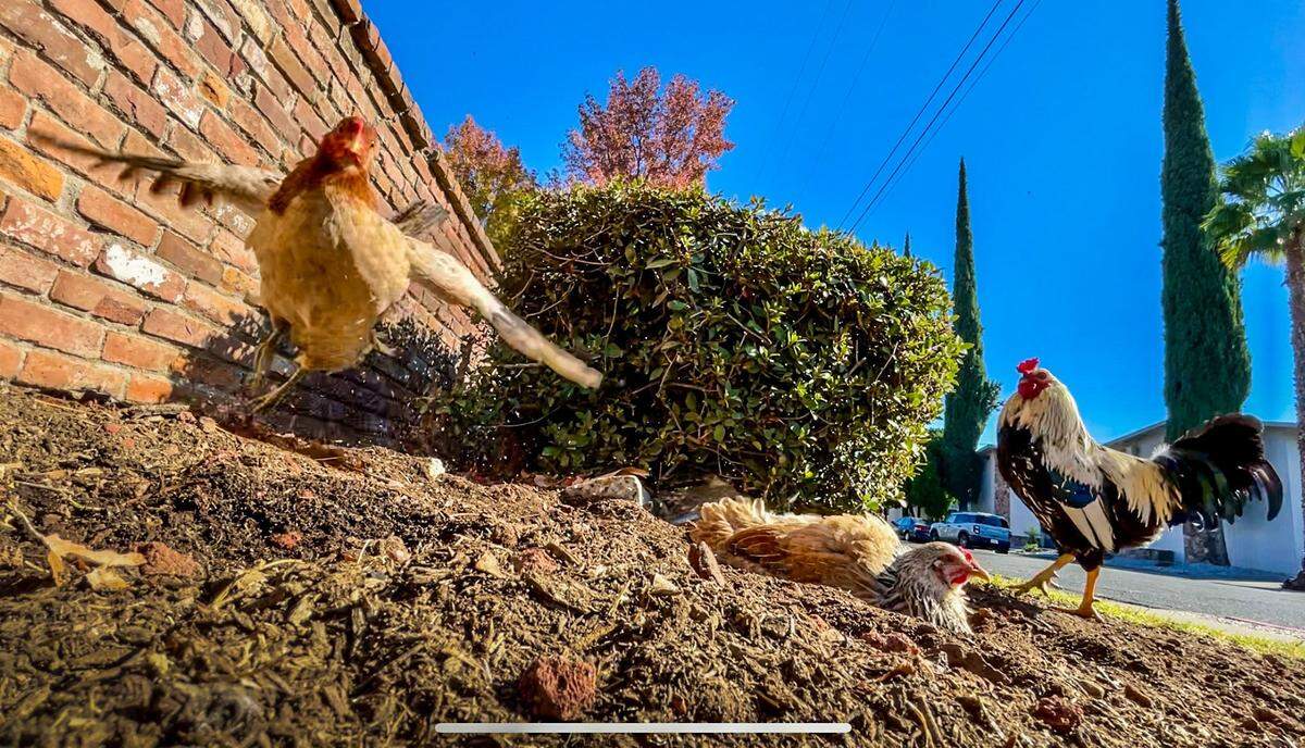 Chickens nest and wander on a flower bed on Tuesday, Nov. 12, 2024.