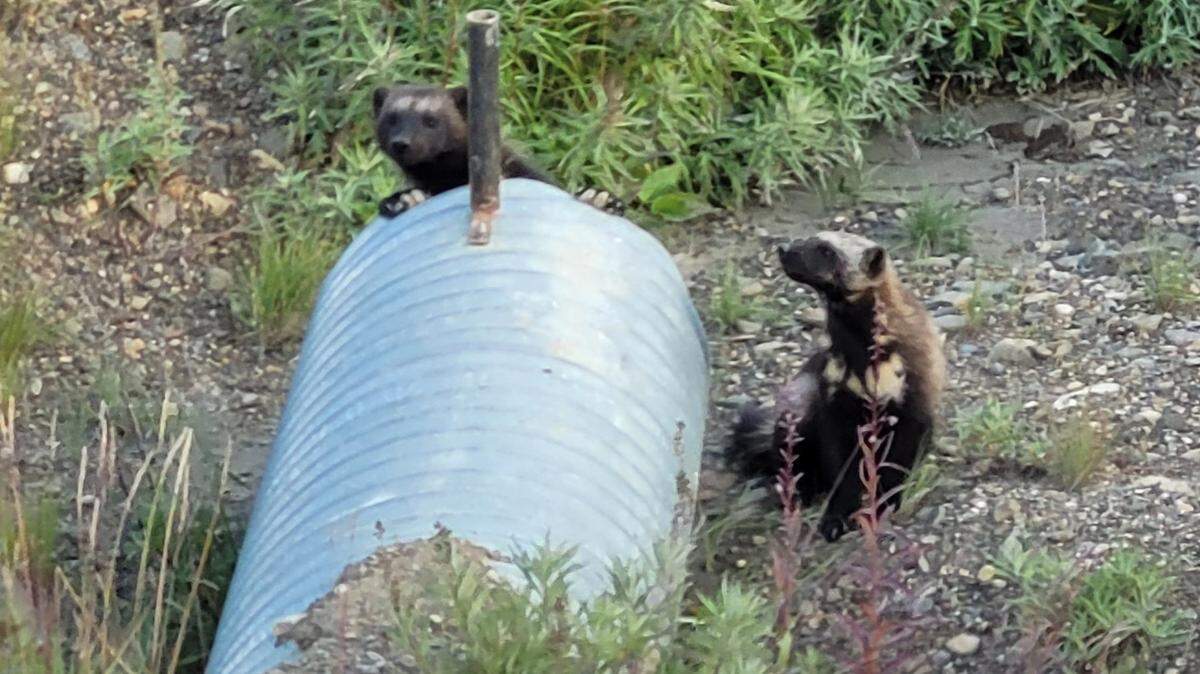 Two wolverines were recently spotted hanging out by a culvert in Denali National Park in Alaska, rangers said.