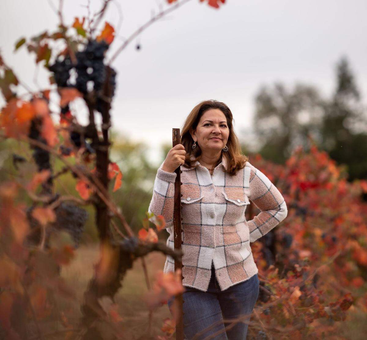 Paskett Vineyards & Winery owner Lorraine Paskett is photographed among the rare Charbono wine grape vines at her family vineyards Tuesday, Oct. 26, 2021, near Lodi. “We want to be as accessible as we can be as a winery everybody’s welcome, and everybody should feel welcome.”