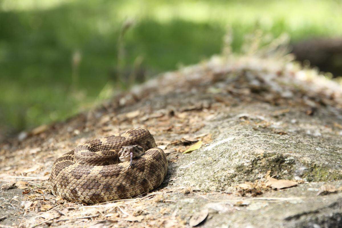 A northern Pacific rattlesnake.