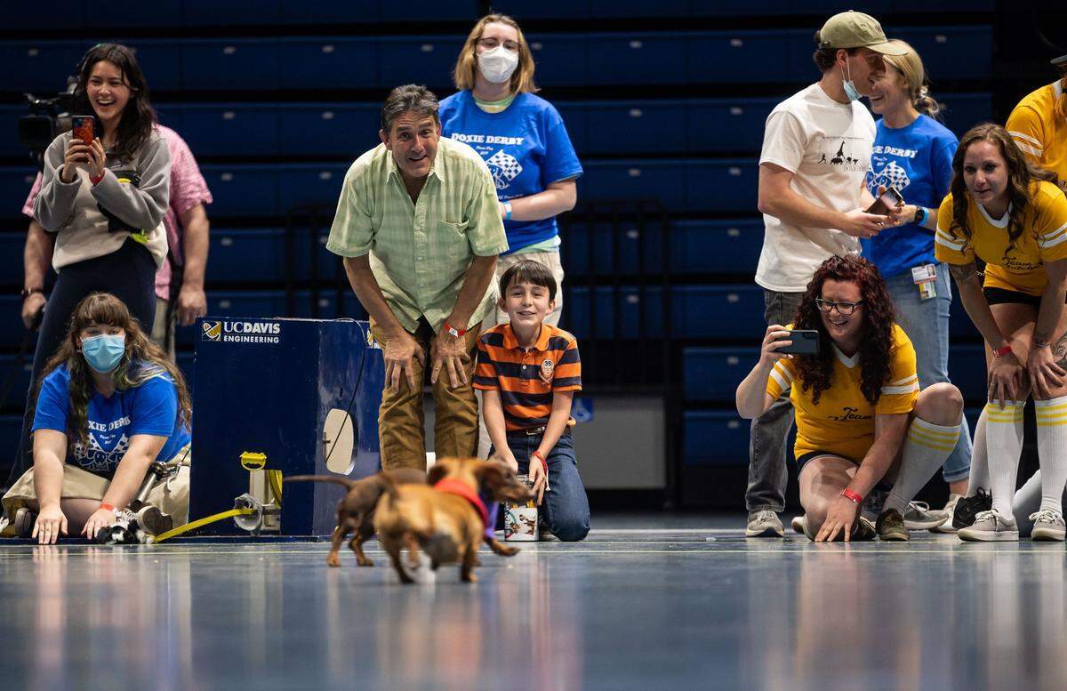 Michael Hirscher, center, and father Scott Hirscher, both of Oakland, cheer on dachshund Tessie as she races Saturday during the Doxie Derby at UC Davis’ Picnic Day.