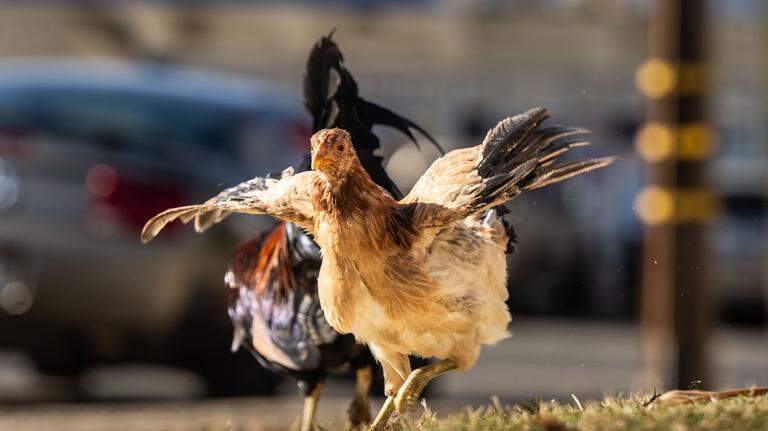 Can my Stanislaus County neighbor have chickens on their property? What rules say