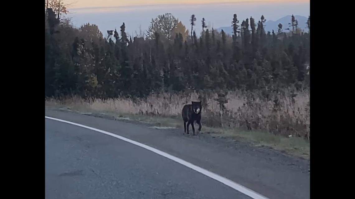 Genetic tests results are back on mysterious ‘Wolf-Dog’ found dead on Alaska road