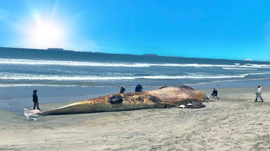 A 68-foot-long whale washed up on the Bolsa Chica State Beach, said public affairs officer Michael Milstein for the National Oceanic and Atmospheric Administration.