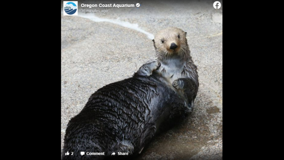 An Oregon aquarium is mourning the loss of its biggest sea otter which died just shy of his 10th birthday.
