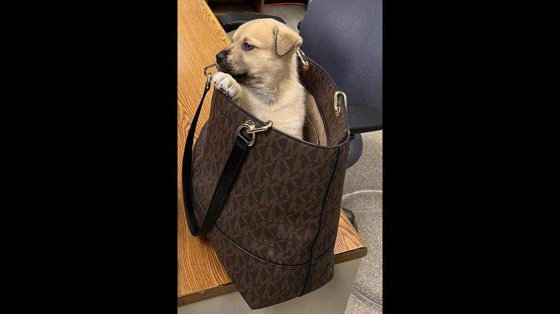 A puppy was tossed from a pickup truck fleeing police in an hours-long chase in Los Angeles, California cops say.