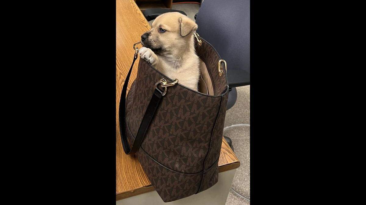 A puppy was tossed from a pickup truck fleeing police in an hours-long chase in Los Angeles, California cops say.