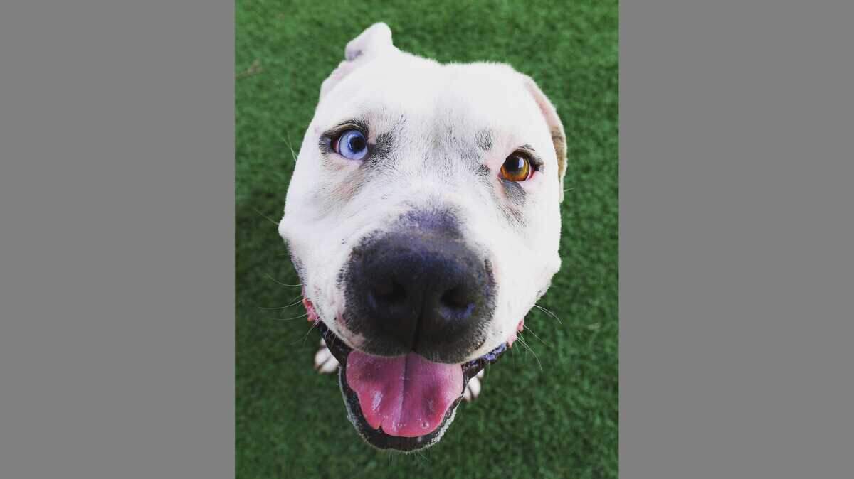 Marshmallow, a 4-year-old American Staffordshire/Mix, is available for adoption at the Sacramento County SPCA.