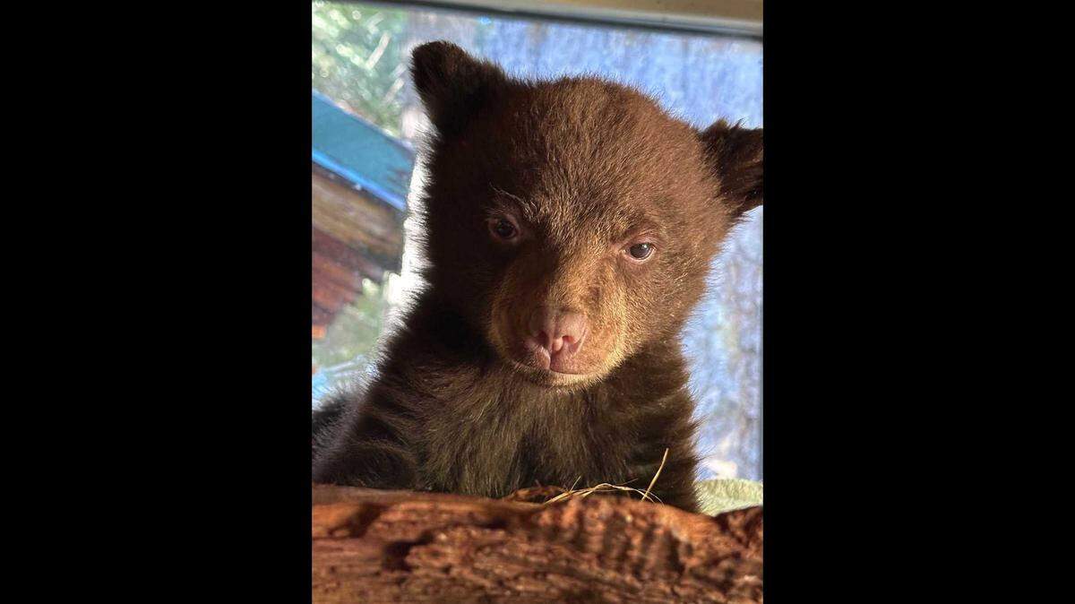 A bear cub will be raised by the Lake Tahoe Wildlife Care, Inc., after it was separated from its mother and deposited on the doorstep of Ann Bryant, the executive director of the Bear League, on Saturday, May 12, 2024.
