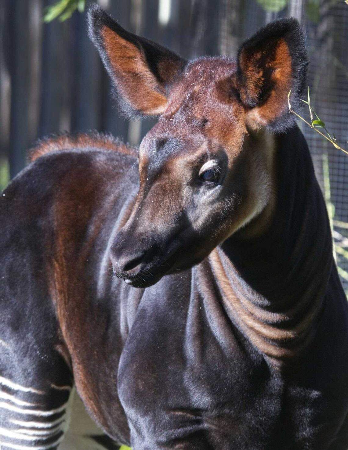The Sacramento Zoo’s new okapi calf stands in his habitat. The male calf, born Oct. 9, is now on view to the public for the first time as the zoo invites supporters to help choose his name through an online vote and donation drive.