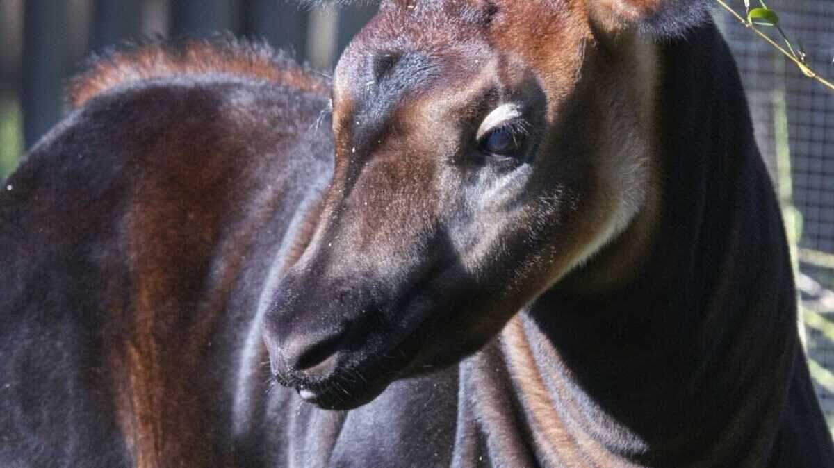 The Sacramento Zoo’s new okapi calf stands in his habitat. The male calf, born Oct. 9, is now on view to the public for the first time as the zoo invites supporters to help choose his name through an online vote and donation drive.