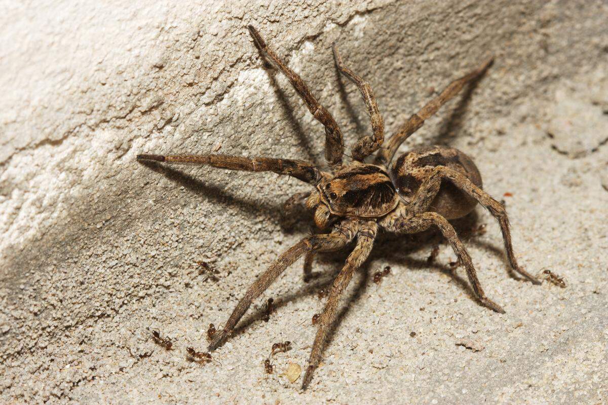 A wolf spider captures ants for its next meal. Most of these hairy spiders hunt their prey and pounce on them like wolves at the last second.