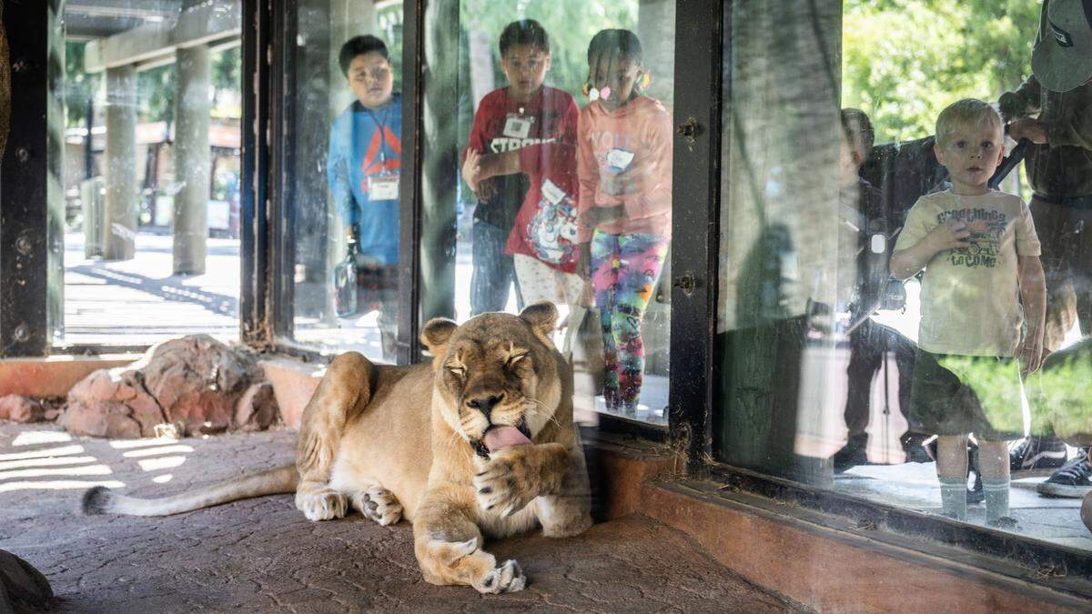 Students from Nicholas Elementary School in south Sacramento observe lioness Cleo licking her paw as they attend a field trip to the Sacramento Zoo in May.