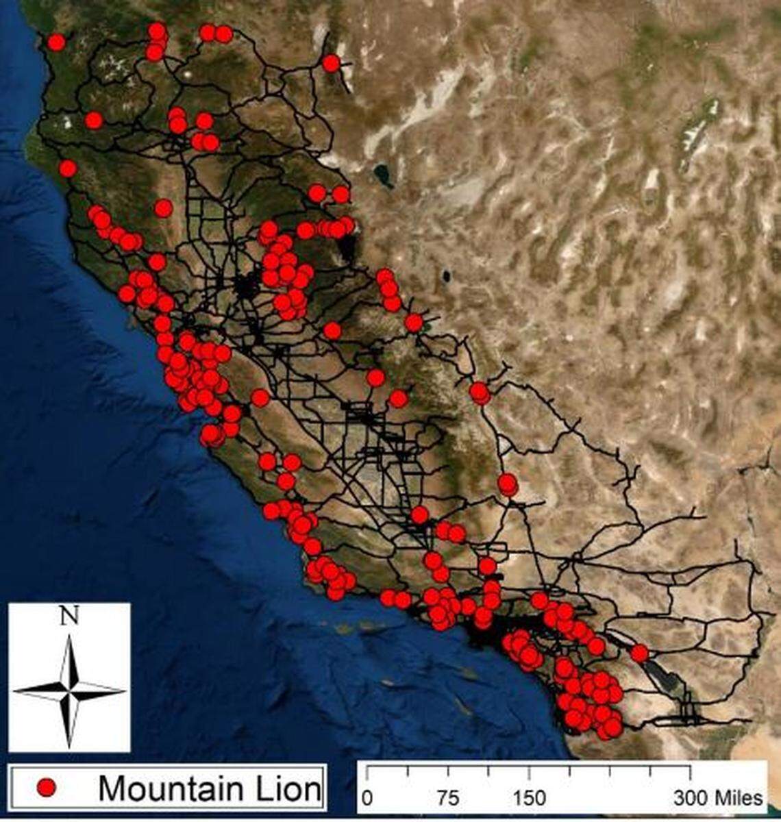 Mountain lions reported killed on roads, or involved in traffic incidents by the California Roadkill Observation System, CDFW, CHP, or Winston Vickers and other biologists in Southern California.