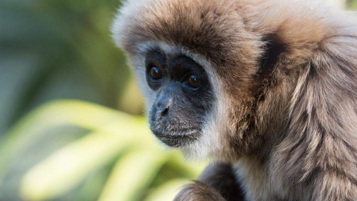 It’s the second gibbon death at the zoo in March.