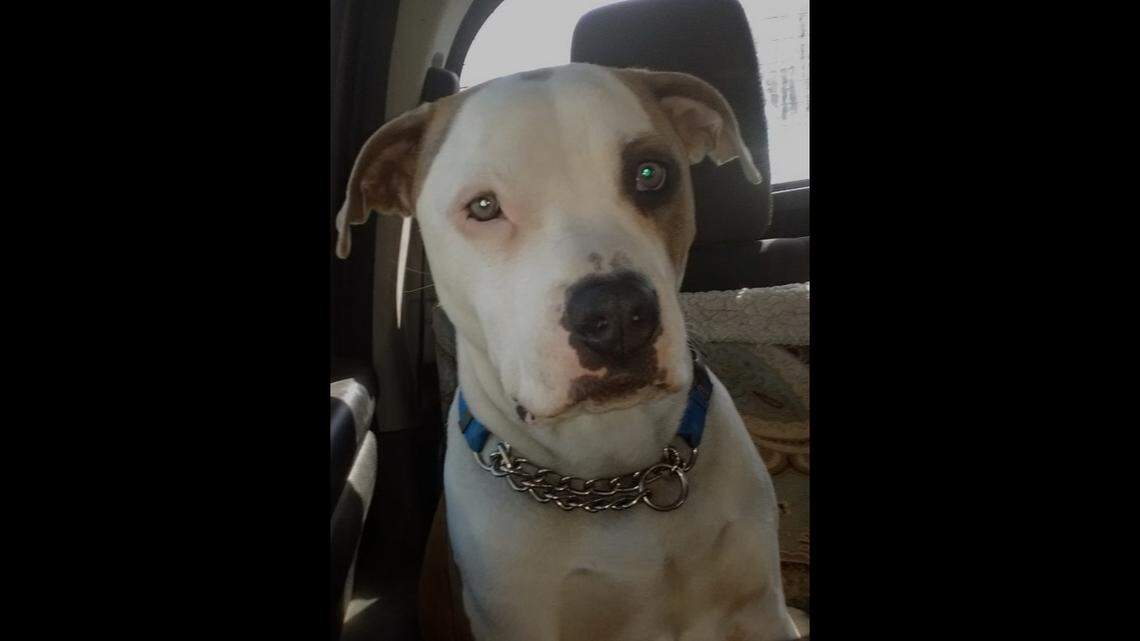 The Loveland Police Department in CO is being sued after officer Mat Grashorn shot Wendy Love and her husband Jay Hamm’s dog, who had to be euthanized.