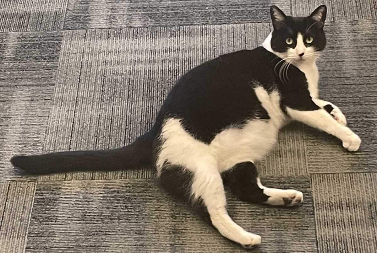 Henrietta the library cat lays on the carpet at the Woodland Public Library on July 24, 2023. Henrietta has been at the library since 2016, and was featured in a recent Woodland library TikTok video.