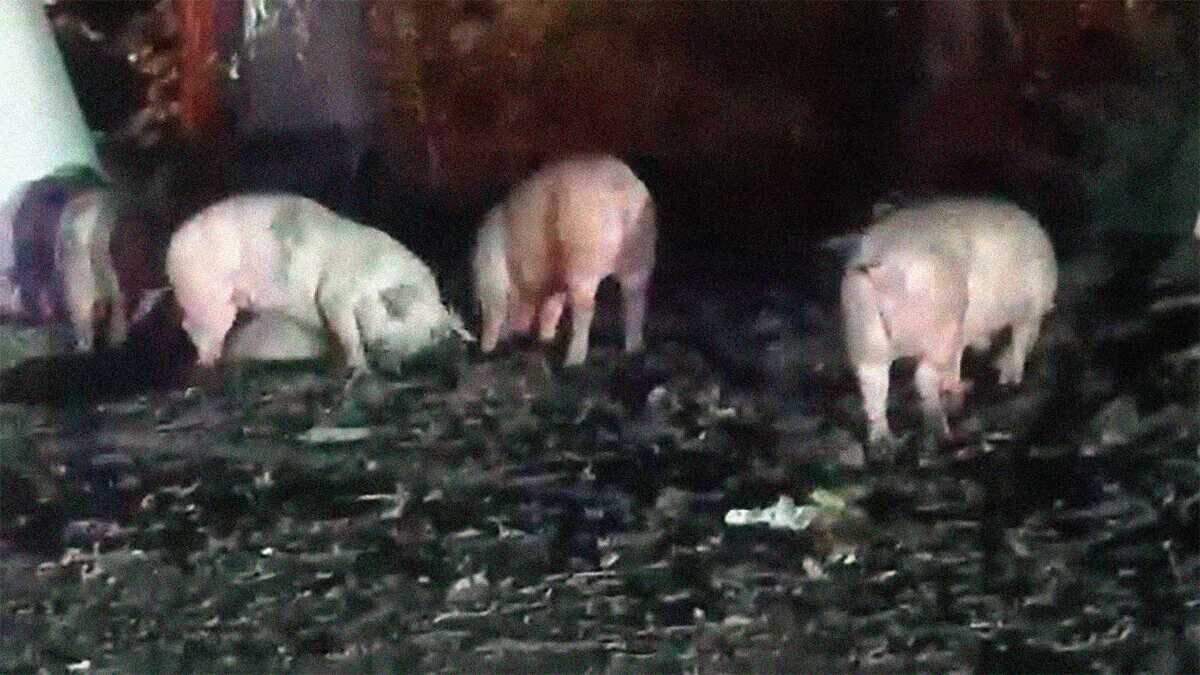 Several pigs roam beside westbound Interstate 80 south of Colfax on Tuesday, June 23, 2026, after escaping from an overturned semi hauling livestock late Monday in Placer County. The crash closed the westbound freeway for hours as crews rounded up the animals and cleared the wreckage.