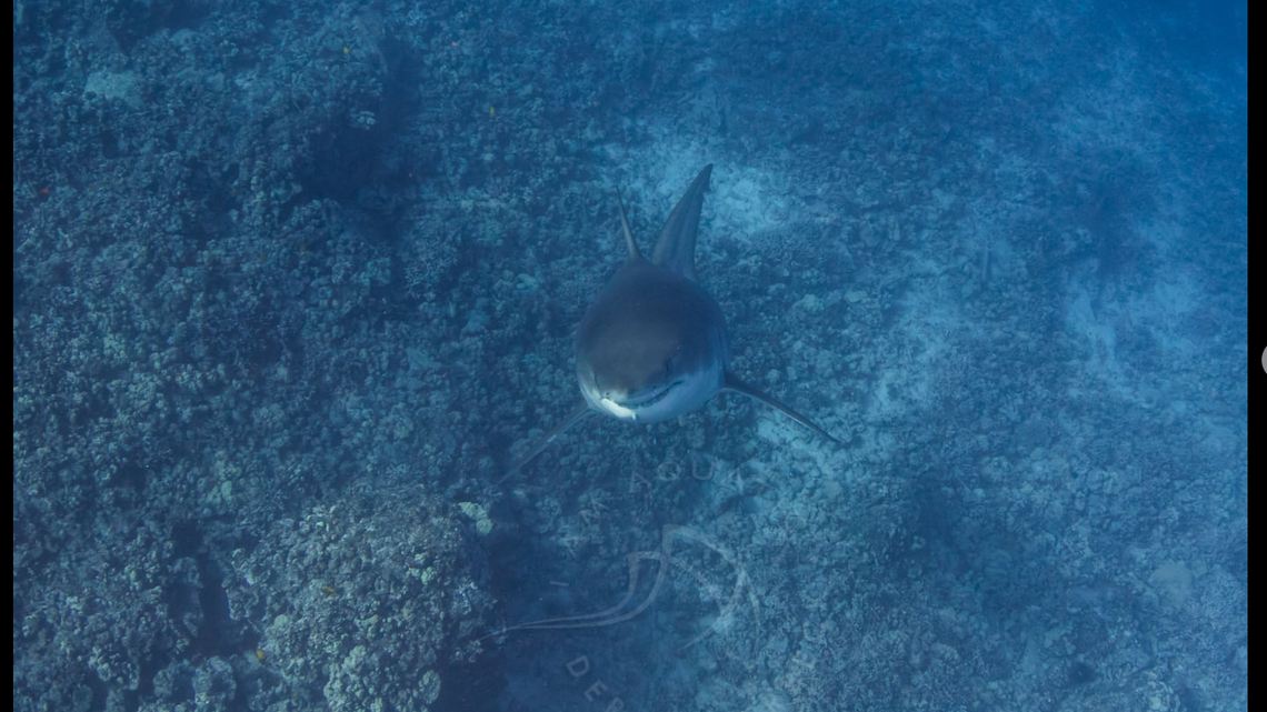 Deron Verbeck was freediving off the coast of Hawaii’s Big Island on Nov. 26 when he spotted a 15-foot great white shark about a 100 feet below the surface. DERON VERBECK FACEBOOK SCREENGRAB