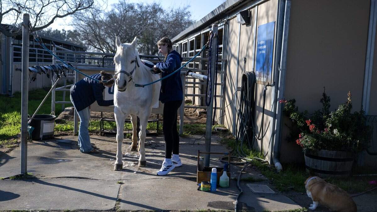 Equestrian team members groom a horse at the UC Davis Equestrian Center in January. 