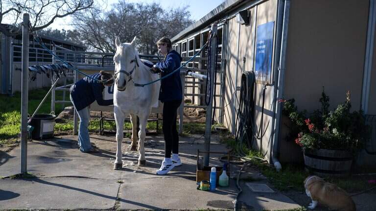 UC Davis equestrian cut audit clears athletics leaders, admits ‘limitations’