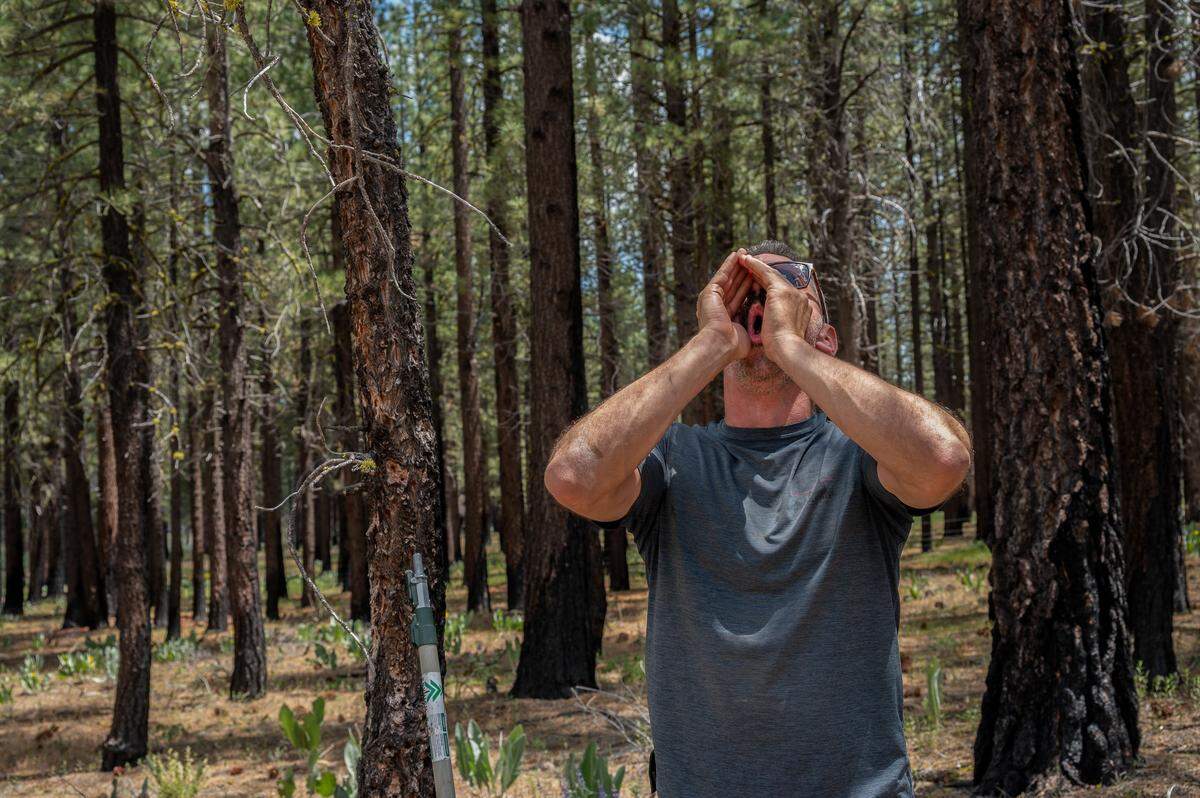 Axel Hunnicutt, chief wolf biologist for the California Department of Fish and Wildlife, howled like a wolf in the high Sierra in June hoping to elicit a response from a pair of new wolves to confirm they were still in the area. Earlier that day, wolves from a pack called the Beyem Sego Pack had howled back in Sierra Valley.