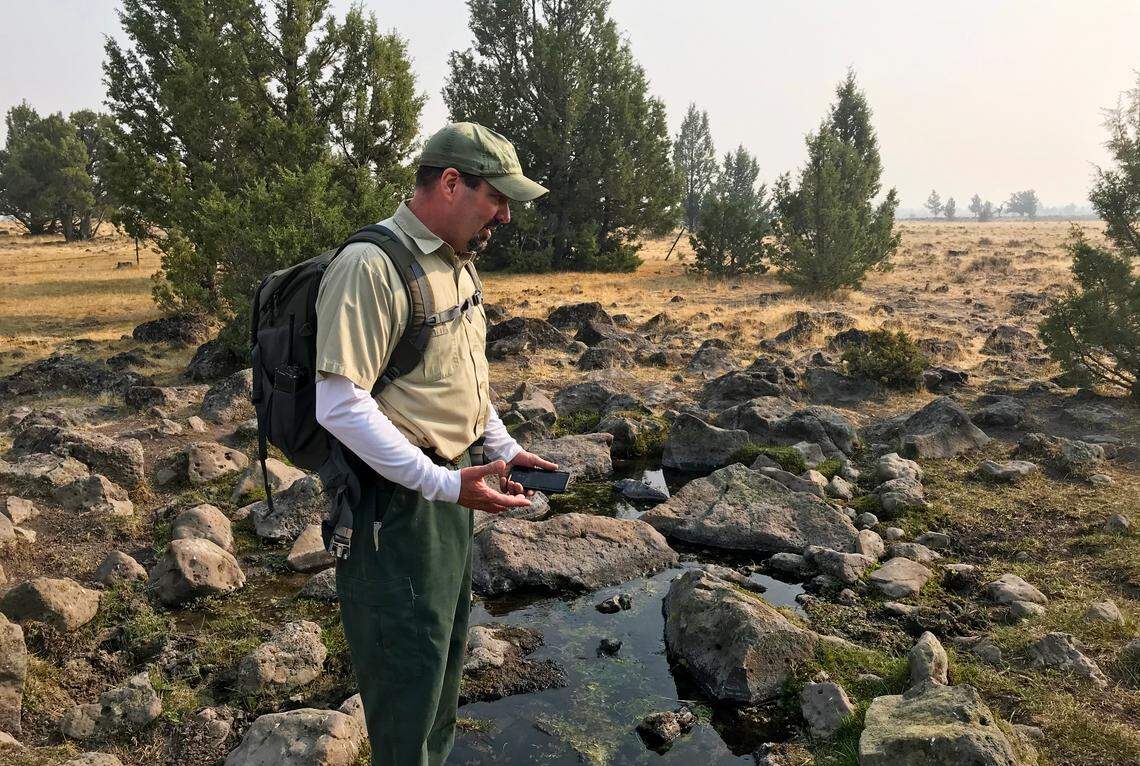 Ken Sandusky, a spokesman for the Modoc National Forest, looks at a headwaters spring where the native grasses were trampled and eaten by horses on Sept. 11, 2020. “It should be a little oasis. And it’s gone,” he said.