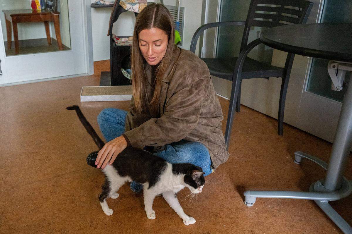 Brittani Peterson, the social media manager for Sacramento County Animal Care Services, pets Mrs. Mittens, a 10-year-old cat, at the Bradshaw Animal Shelter on Monday, Nov. 24, 2025. Peterson likes to get down on the ground so the cats can get used to her before she photographs them for Instagram. Mrs. Mittens got her name because she’s polydactyl, meaning she has extra toes. She is a friendly, petite kitty whose former owner passed away.