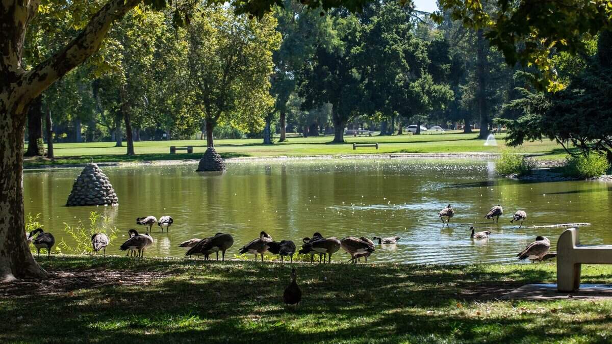Birds enjoy a pond at William Land Park in 2024. The 230-acre park is used by day for picnics, jogs, zoo visits and more.