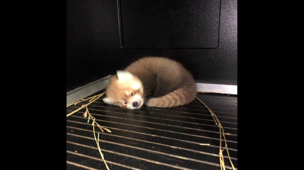 Sacramento Zoo has released pictures of its new red panda cub. The cub was named Gizmo, after the Gremlins character. The cub has grown up fast, as he now weighs 661 grams, which is 7 times his birth weight.