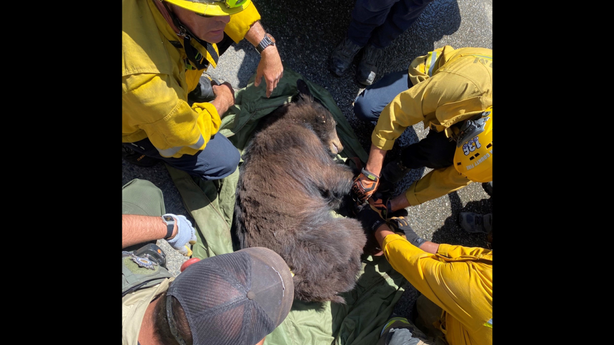 A bear that wandered onto the back lot at Six Flags Magic Mountain amusement park near Los Angeles got trapped between two cargo containers, firefighters say.