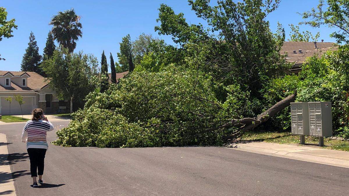 A woman walks past a tree that fell on Meeks Way in North Natomas during high winds Friday, May 20, 2022.
