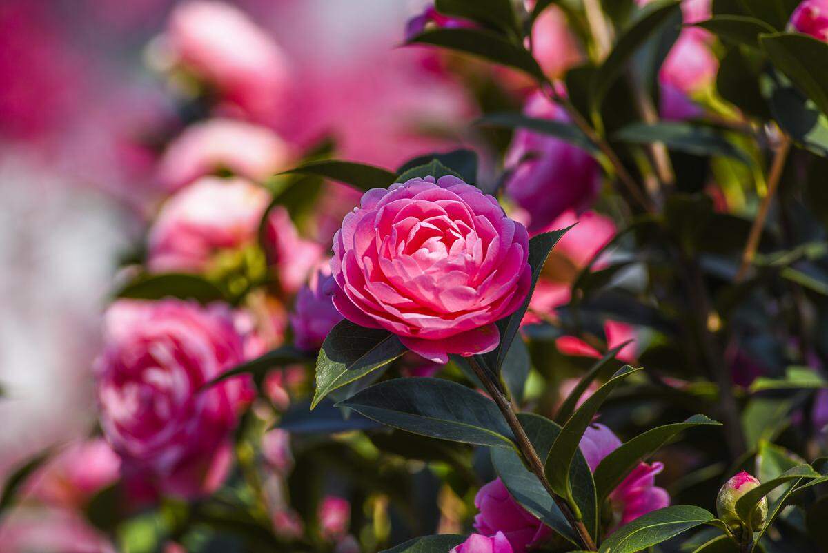 Camellia flowers in full bloom. 