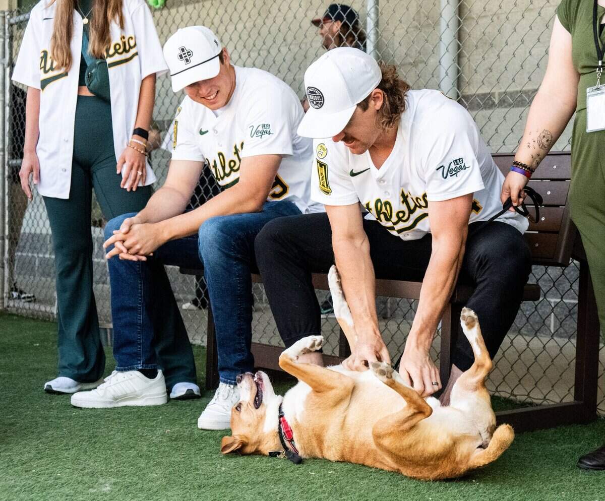 Athletics pitcher Tyler Ferguson gives Patches, who is up for adoption, a belly rub Wednesday at the Sacramento SPCA as he sits next to teammate Mason Miller.