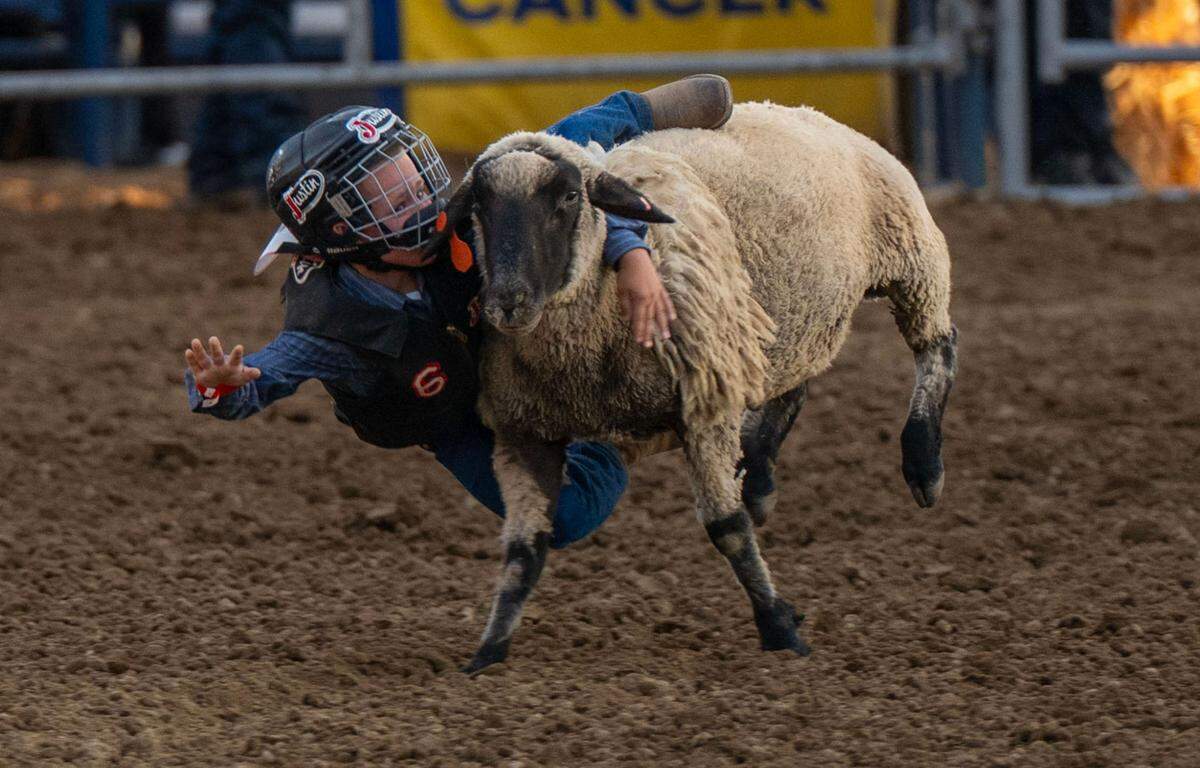 A child falls off a sheep during Mutton Bustin’ at the Folsom Pro Rodeo on Thursday. During the event, open to kids ages 4-7, riders are placed on a sheep and try to hold on for the longest time.