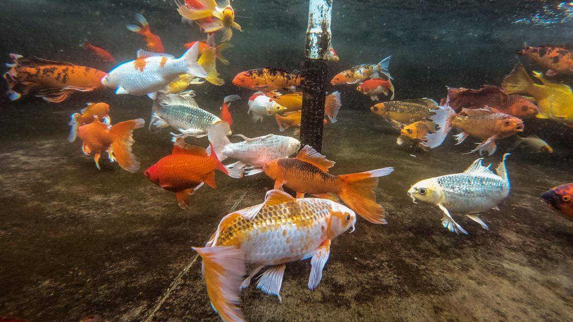 A group of koi fished rescued from Paradise after the Camp Fire swim in a tank at the UC Davis Center for Aquatic Biology and Aquaculture Facility at UC Davis in 2020. More than 20,000 fish in the CABA facility died of suspected chlorine exposure in August 2022.